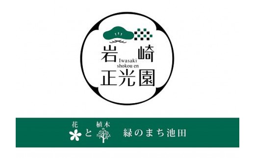 【ふるさと納税】岩崎正光園 オリーブ苗 サムネイル2