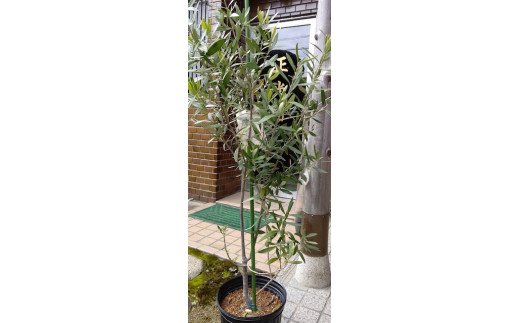 【ふるさと納税】岩崎正光園 オリーブ苗