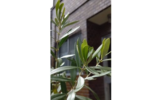 【ふるさと納税】岩崎正光園 オリーブ苗 サムネイル3