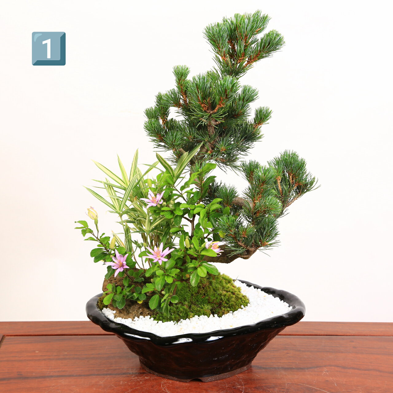 【ふるさと納税】養庄園 季節の寄せ植え盆栽 サムネイル2