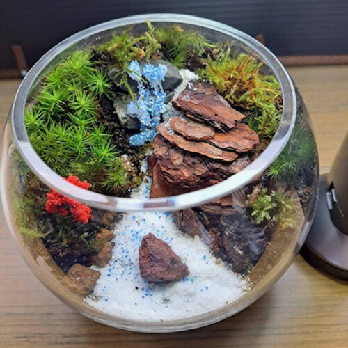 【ふるさと納税】岩崎正光園 苔テラリウム - 画像2