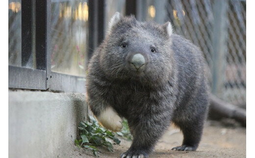 【ふるさと納税】五月山動物園ウォンバットコラボワイン「ユキ」 サムネイル2
