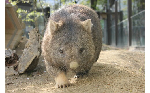 【ふるさと納税】五月山動物園ウォンバットコラボワイン「ユキ」 サムネイル3