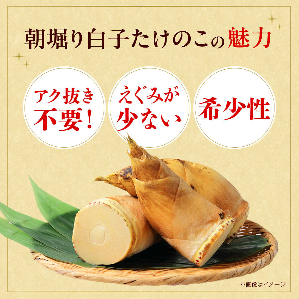 【ふるさと納税】朝掘り白子たけのこ約2kg＜4月末までに発送予定＞数量限定 期間限定 高槻市梶原地区産　大阪府高槻市/高槻あぐり[AOCS002] 新鮮 タケノコ 竹の子 筍 おいしい - 画像2
