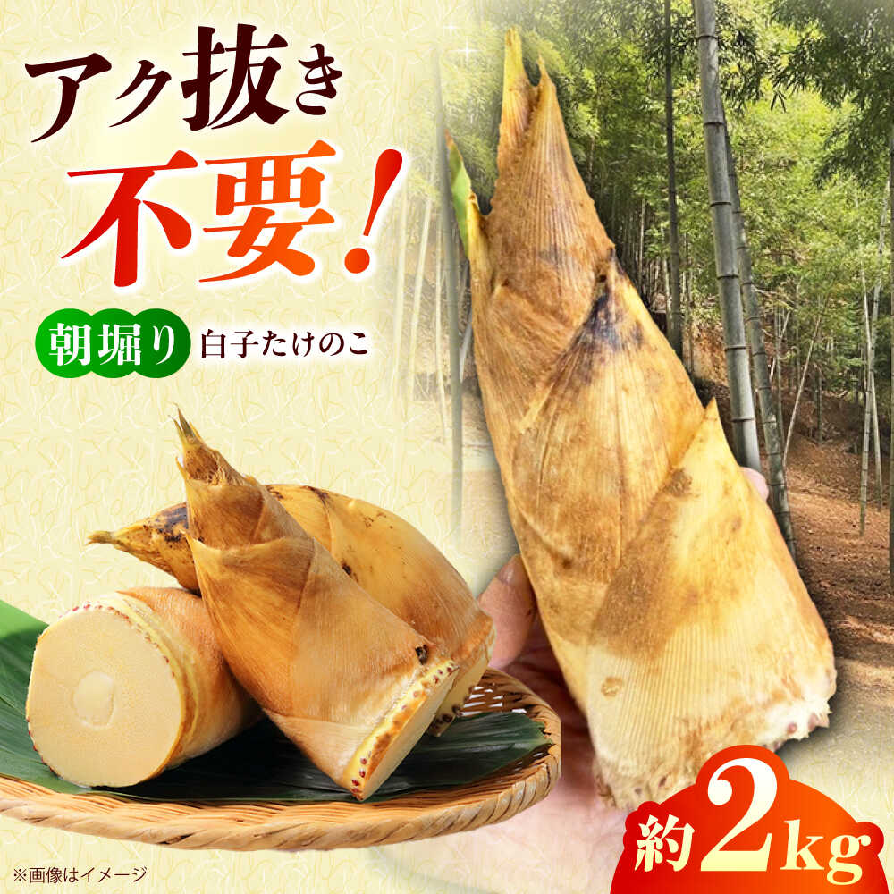 朝掘り白子たけのこ約2kg＜4月末までに発送予定＞数量限定 期間限定 高槻市梶原地区産　大阪府高槻市/高槻あぐり[AOCS002] 新鮮 タケノコ 竹の子 筍 おいしい