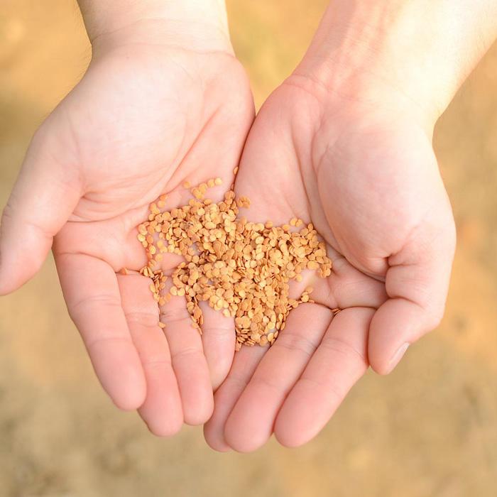 【ふるさと納税】【先行予約】泉州水なす（生）10個入り | 泉州水なす 水なす 貝塚市水なす 泉州水ナス 水ナス 貝塚市水ナス - 画像2