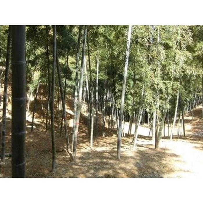 【ふるさと納税】＜先行予約＞【最高級たけのこ】貝塚木積産　極上逸品朝掘り白子筍 約2kg（竹籠入り） - 画像3