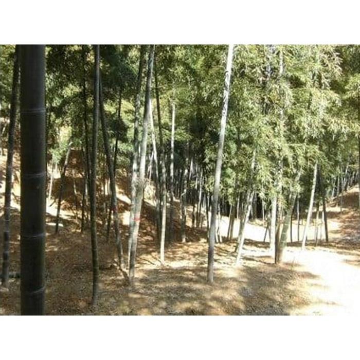 【ふるさと納税】＜先行予約＞貝塚市木積産　幻の朝掘り白子筍 - 画像2