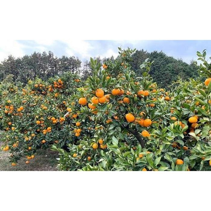 【ふるさと納税】＜2025年先行予約＞【定期便3回】11月～1月発送限定！貝塚市産 温州みかん10kg×3回 サムネイル3