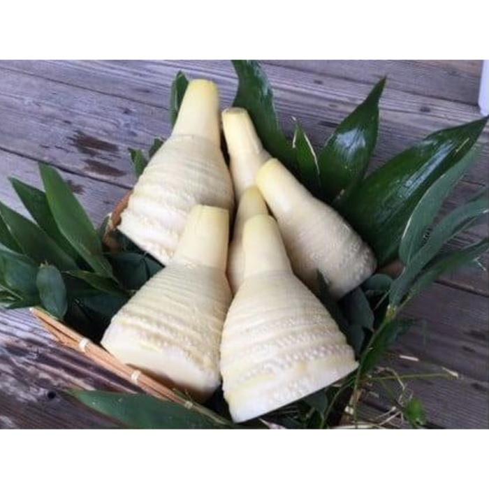 【ふるさと納税】＜2026年3月下旬発送予定＞【生産者直送・貝塚市木積産】朝掘り竹の子水煮 1kg - 画像3