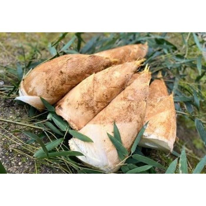 【ふるさと納税】＜2026年3月下旬発送予定＞【生産者直送・貝塚市木積産】朝掘りたけのこ2kg - 画像2