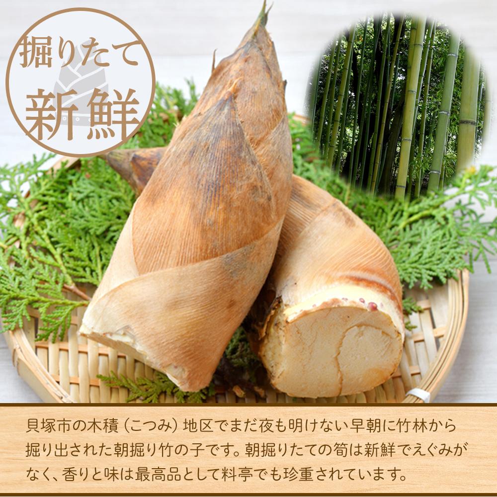 【ふるさと納税】＜先行予約＞貝塚市木積産　特選朝掘り筍　約2kg - 画像2