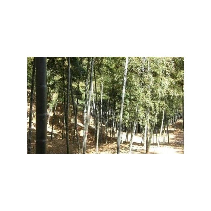 【ふるさと納税】＜先行予約＞【高級たけのこ】貝塚市木積産　極上朝掘り白子筍 約2kg（竹籠入り） - 画像3