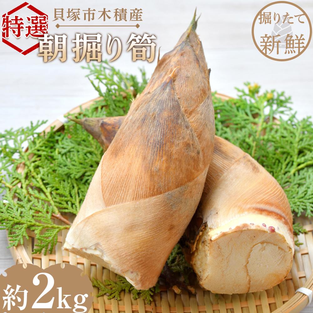 ＜先行予約＞貝塚市木積産　特選朝掘り筍　約2kg