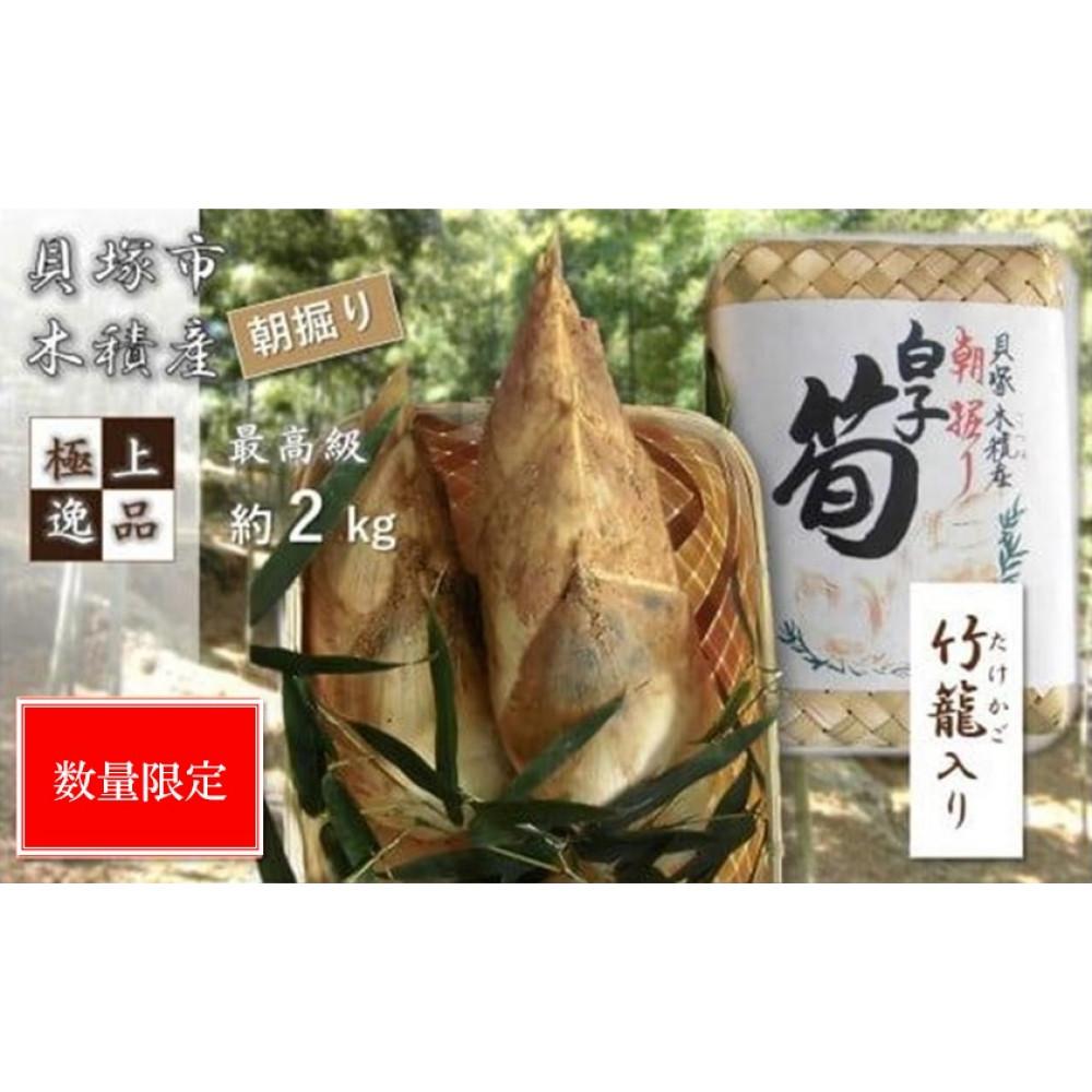 ＜先行予約＞【最高級たけのこ】貝塚木積産　極上逸品朝掘り白子筍 約2kg（竹籠入り）