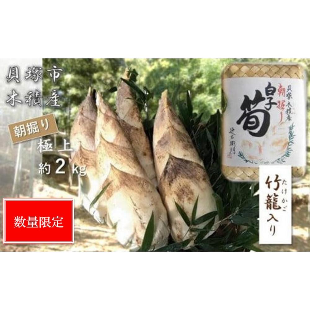 ＜先行予約＞【高級たけのこ】貝塚市木積産　極上朝掘り白子筍 約2kg（竹籠入り）