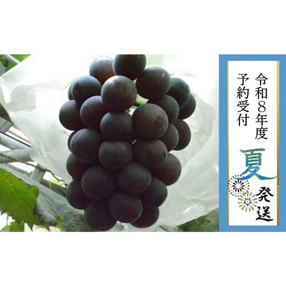 ＜2026年先行受付8月中旬発送＞【貝塚市産】特選グロースクローネ750g以上 | 数量限定 先行予約 予約 ぶどう ブドウ 葡萄 お取り寄せ フルーツ 果物 大粒 送料無料 ギフト 贈答 貝塚市 大阪府