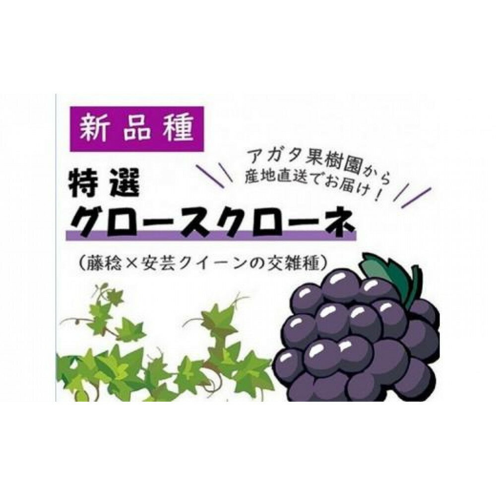 【ふるさと納税】＜2026年先行受付8月中旬発送＞【貝塚市産】特選グロースクローネ750g以上 | 数量限定 先行予約 予約 ぶどう ブドウ 葡萄 お取り寄せ フルーツ 果物 大粒 送料無料 ギフト 贈答 貝塚市 大阪府 サムネイル2