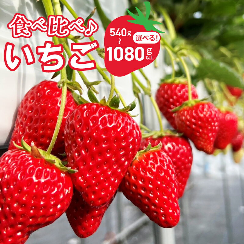 【先行予約】 いちご 食べ比べ 完熟新鮮イチゴ 最新の環境制御システム 泉佐野市で栽培 品種 その時期に一番おすすめの品種 フルーツ お取り寄せ お取り寄せフルーツ 関西 大阪 泉佐野市 送料無料