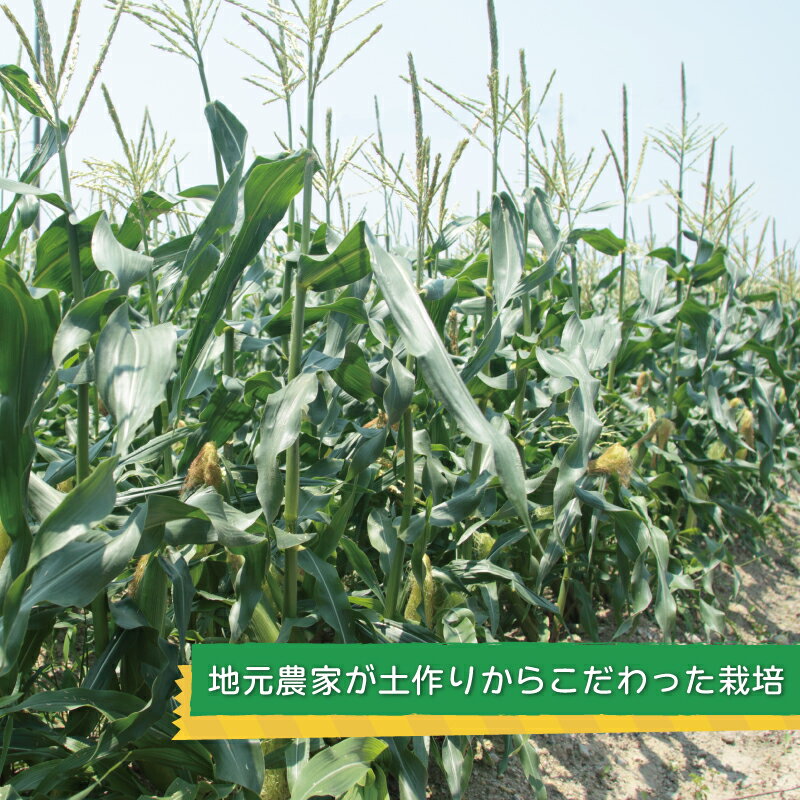 【ふるさと納税】【先行予約】 ＼内容量が選べる／ ゴールドラッシュ 8本 / 15本 セット 朝採れ 新鮮 泉佐野市産 とうもろこし 数量限定 夏収穫 甘みが強い 粒皮がやわらかい 泉州TONOファーム 国産 お取り寄せ お取り寄せグルメ 泉佐野市 送料無料 サムネイル3