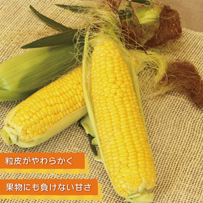 【ふるさと納税】【先行予約】 数量限定 秋収穫 ゴールドラッシュ 7本 セット とうもろこし 新鮮 朝どれ 朝採り 甘みが強い 粒皮がやわらかい 泉州TONOファーム 国産 お取り寄せ お取り寄せグルメ 泉佐野産 大阪府 泉佐野市 送料無料 サムネイル2