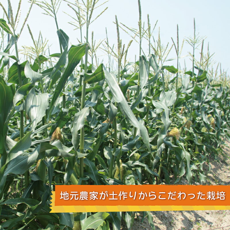 【ふるさと納税】【先行予約】 数量限定 秋収穫 ゴールドラッシュ 7本 セット とうもろこし 新鮮 朝どれ 朝採り 甘みが強い 粒皮がやわらかい 泉州TONOファーム 国産 お取り寄せ お取り寄せグルメ 泉佐野産 大阪府 泉佐野市 送料無料 サムネイル3
