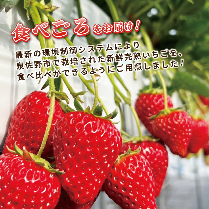 【ふるさと納税】【先行予約】 いちご 食べ比べ 完熟新鮮イチゴ 最新の環境制御システム 泉佐野市で栽培 品種 その時期に一番おすすめの品種 フルーツ お取り寄せ お取り寄せフルーツ 関西 大阪 泉佐野市 送料無料 サムネイル2