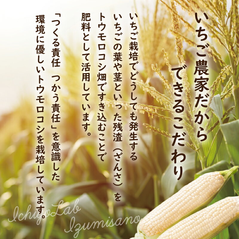 【ふるさと納税】【先行予約】 朝採り ホワイトコーン 8本 セット とうもろこし 産地直送 旬 ジューシー 甘い シャキシャキ食感 泉佐野産 鮮度 バーベキュー 野菜 コーン 白いとうもろこし 食品 食べ物 お取り寄せ 大阪府 泉佐野市 送料無料 サムネイル3