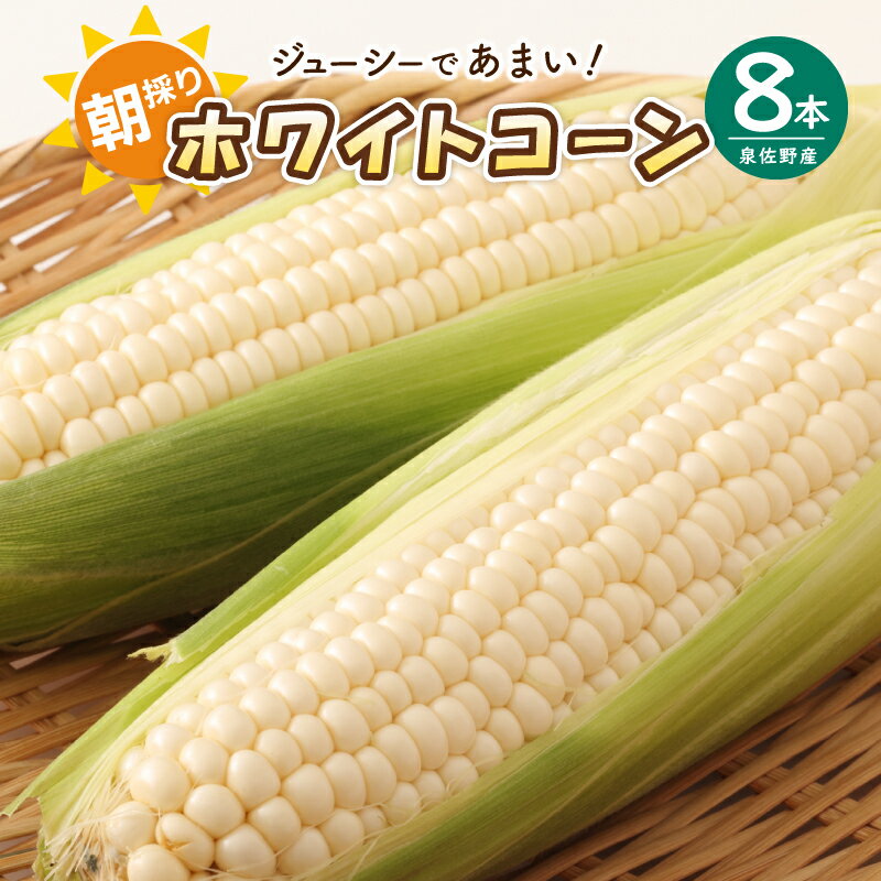 【先行予約】 朝採り ホワイトコーン 8本 セット とうもろこし 産地直送 旬 ジューシー 甘い シャキシャキ食感 泉佐野産 鮮度 バーベキュー 野菜 コーン 白いとうもろこし 食品 食べ物 お取り寄せ 大阪府 泉佐野市 送料無料