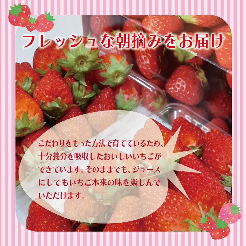 【ふるさと納税】【先行予約】 期間限定 いちご 250g / 200g × 2パック 化粧箱入り 特別規格 55キャンペーン 朝摘み 完熟いちご 国産 泉佐野市産 フルーツ 果物 化粧箱 直送 甘い 濃い 食品 食べ物 ギフト プレゼント お取り寄せ 泉佐野市 辻農園 冷蔵 送料無料 サムネイル2
