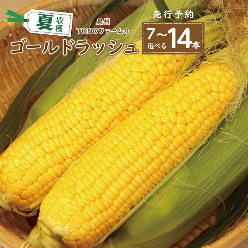 【先行予約】 ＼内容量が選べる／ ゴールドラッシュ 7本 / 14本 セット 朝採れ 新鮮 泉佐野市産 とうもろこし 数量限定 夏収穫 甘みが強い 粒皮がやわらかい 泉州TONOファーム 国産 お取り寄せ お取り寄せグルメ 泉佐野市 送料無料