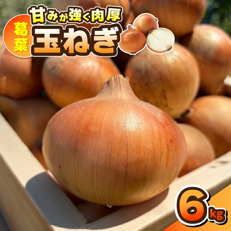 【先行予約】 葛葉玉ねぎ 6kg 10～15玉 玉ねぎ 野菜 泉佐野産 国産 泉州野菜 泉州たまねぎ ジューシー 甘い みずみずしい 鮮度抜群 肉厚 食品 オニオン サラダ スープ 生姜焼き 炒め物 オニオンリング お取り寄せ 大阪府 泉佐野市 送料無料