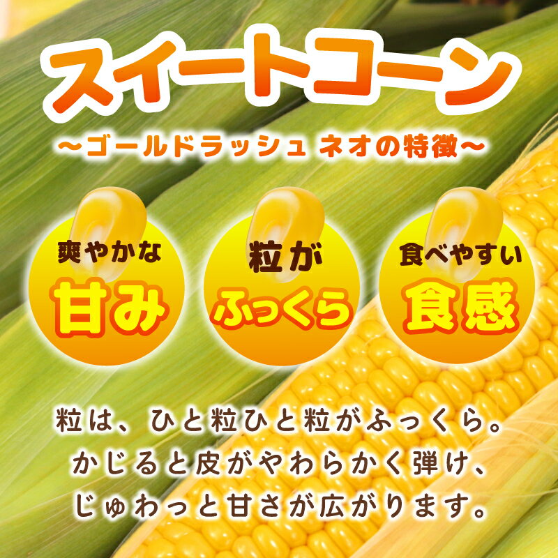 【ふるさと納税】先行予約 とうもろこし スイートコーン ゴールドラッシュ ネオ 7～8本 約 2.5kg 粒皮 やわらか みずみずしい甘さ 後味すっきり 大粒 食べやすい おやつ 野菜 農家直送 お取り寄せ 大阪府 泉佐野市 送料無料 - 画像3