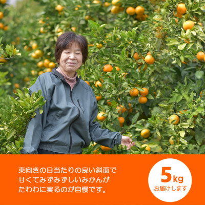 【ふるさと納税】富田林市東條産 温州みかん 甘い美味しいみずみずしいと人気柑橘　5kg/10kgからお選び頂けます。【G1284423】 サムネイル3