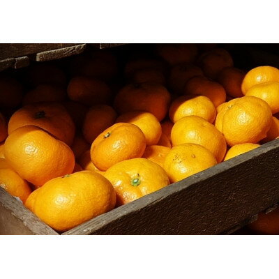 【2026年2月～順次発送予定】大阪府和泉市　熟成蔵出し青島みかん2.7kg(箱込3kg)サイズ混合【1559836】