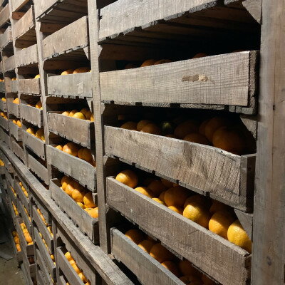 【ふるさと納税】【2026年2月～順次発送予定】大阪府和泉市　熟成蔵出し青島みかん2.7kg(箱込3kg)サイズ混合【1559836】 サムネイル3