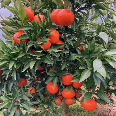 【2026年1月15日～順次発送予定】大阪府和泉市　希少　みはや2.5kg　みかん　サイズ混合【1559851】