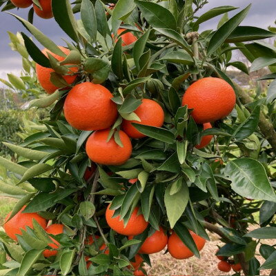 【ふるさと納税】【2026年1月15日～順次発送予定】大阪府和泉市　希少　みはや2.5kg　みかん　サイズ混合【1559851】 サムネイル2