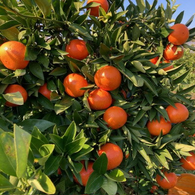 【ふるさと納税】【2026年1月15日～順次発送予定】大阪府和泉市　希少　みはや2.5kg　みかん　サイズ混合【1559851】 サムネイル3