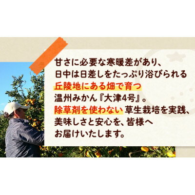 【ふるさと納税】四季盛農園の本貯蔵 蔵出しみかん10Kg　【1月中旬頃から順次発送】【1581533】 サムネイル3