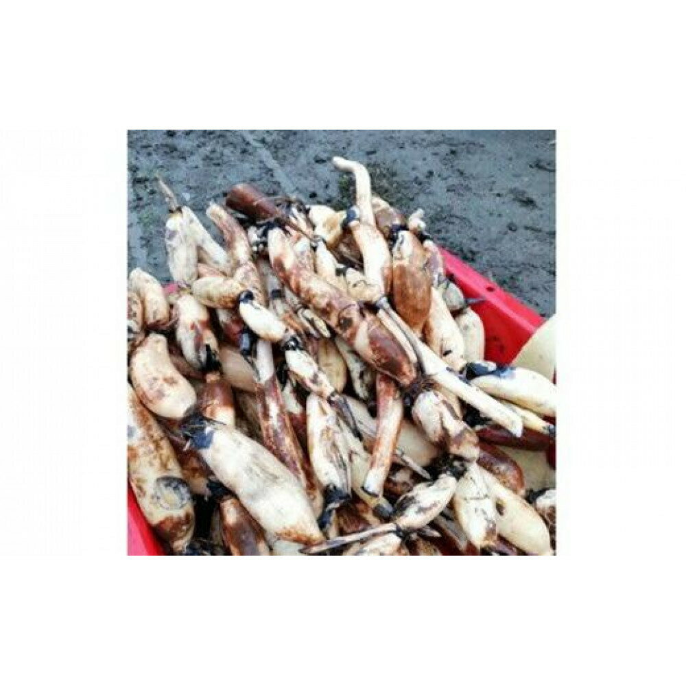 【ふるさと納税】門真れんこん『れんちゃん』2.0kg【門真れんこん　れんこん　もっちりとした食感　河内レンコン　幻のレンコン　甘みが強い 鉄分を多く含む粘土質の土壌 大阪府 門真市 】 - 画像2