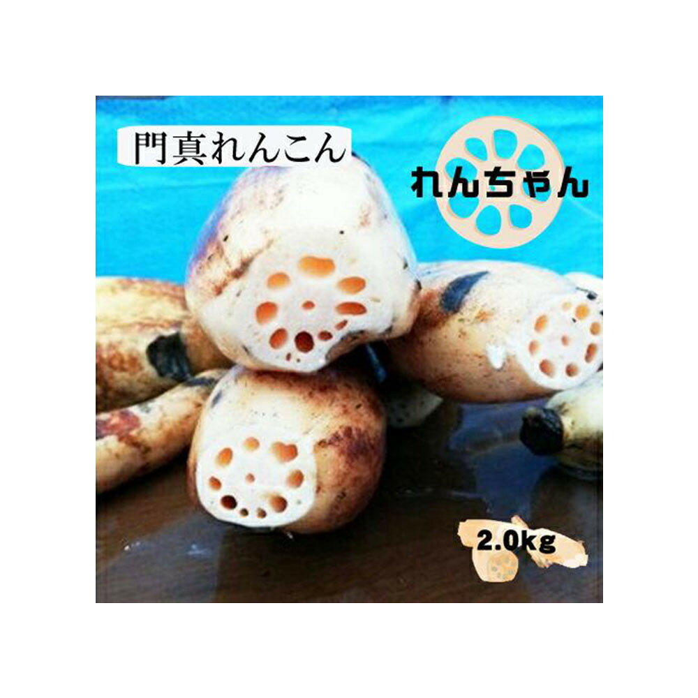 門真れんこん『れんちゃん』2.0kg【門真れんこん　れんこん　もっちりとした食感　河内レンコン　幻のレンコン　甘みが強い 鉄分を多く含む粘土質の土壌 大阪府 門真市 】