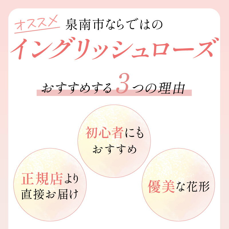 【ふるさと納税】【高評価★4.0以上】 選べる 種類 カラー！【 イングリッシュローズ 】 デビッド・オースチン つるバラ鉢苗 バラ鉢苗（バラ専用肥料付）バラ 苗 肥料付 植物 花 薔薇 バラ苗 植物 鑑賞 ローズ ガーデニング 薔薇苗 フラワー サムネイル3
