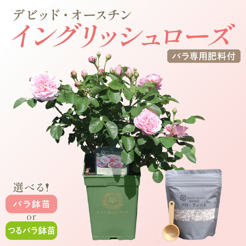 【高評価★4.0以上】 選べる 種類 カラー！【 イングリッシュローズ 】 デビッド・オースチン つるバラ鉢苗 バラ鉢苗（バラ専用肥料付）バラ 苗 肥料付 植物 花 薔薇 バラ苗 植物 鑑賞 ローズ ガーデニング 薔薇苗 フラワー