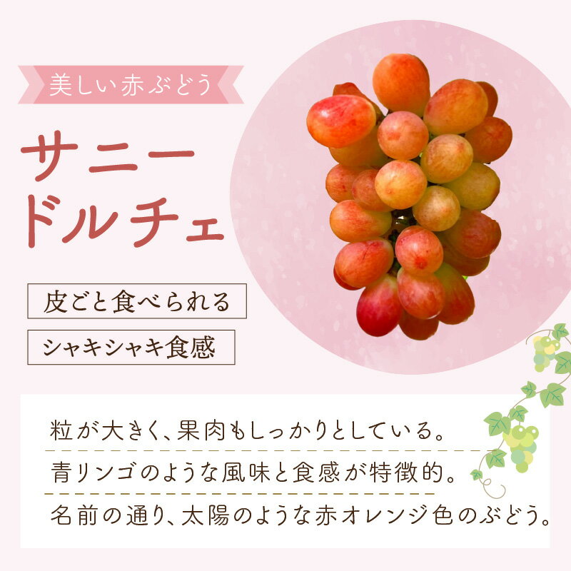 【ふるさと納税】泉州ぶどう 太陽の甘みたっぷりサニードルチェ 葡萄 果物 くだもの フルーツ ぶどう 期間限定 数量限定 サムネイル2