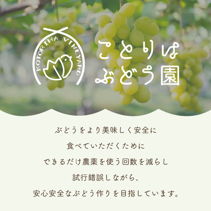【ふるさと納税】泉州ぶどう 太陽の甘みたっぷりサニードルチェ 葡萄 果物 くだもの フルーツ ぶどう 期間限定 数量限定 サムネイル3