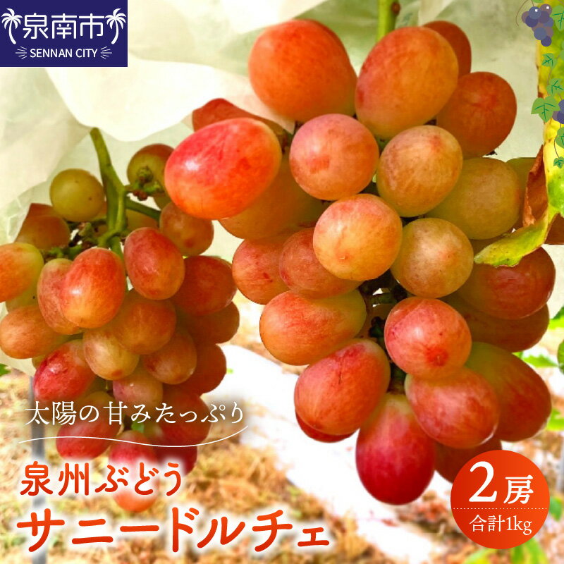 泉州ぶどう 太陽の甘みたっぷりサニードルチェ 葡萄 果物 くだもの フルーツ ぶどう 期間限定 数量限定