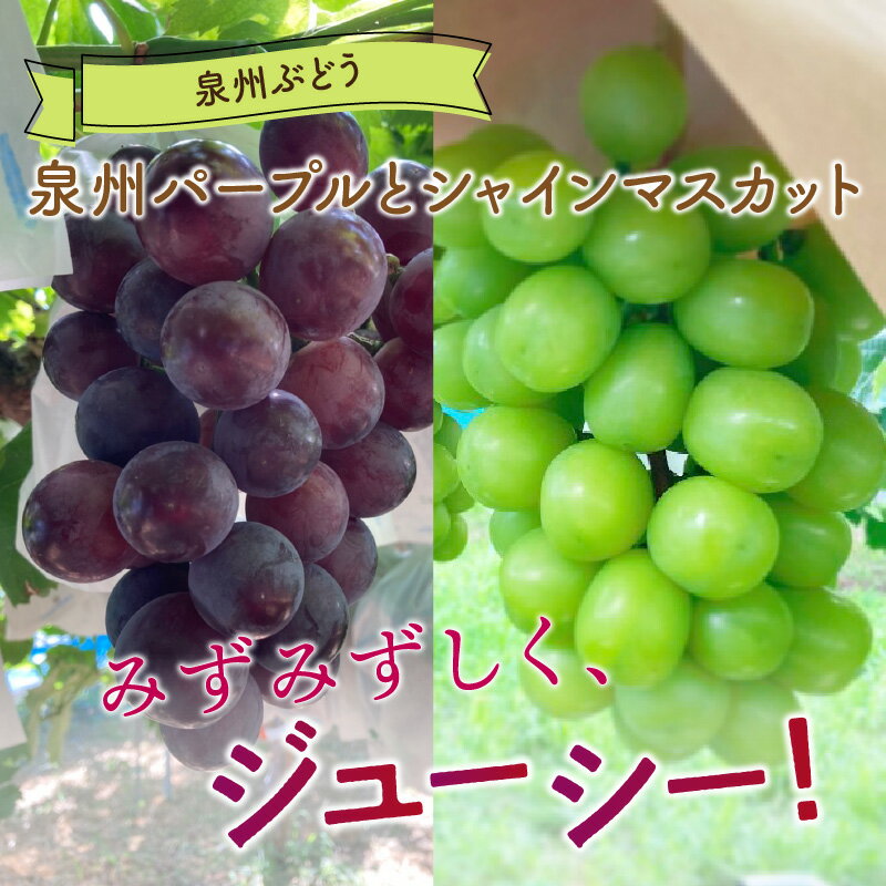【ふるさと納税】泉州ぶどう 泉州パープルとシャインマスカットのセット 果実 果物くだもの ブドウ ぶどう シャインマスカット 送料無料 泉南市 サムネイル2