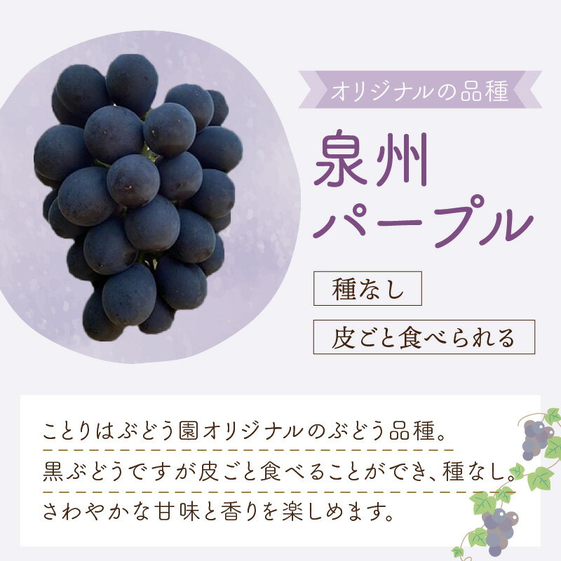 【ふるさと納税】泉州ぶどう 泉州パープルとシャインマスカットのセット 果実 果物くだもの ブドウ ぶどう シャインマスカット 送料無料 泉南市 サムネイル3
