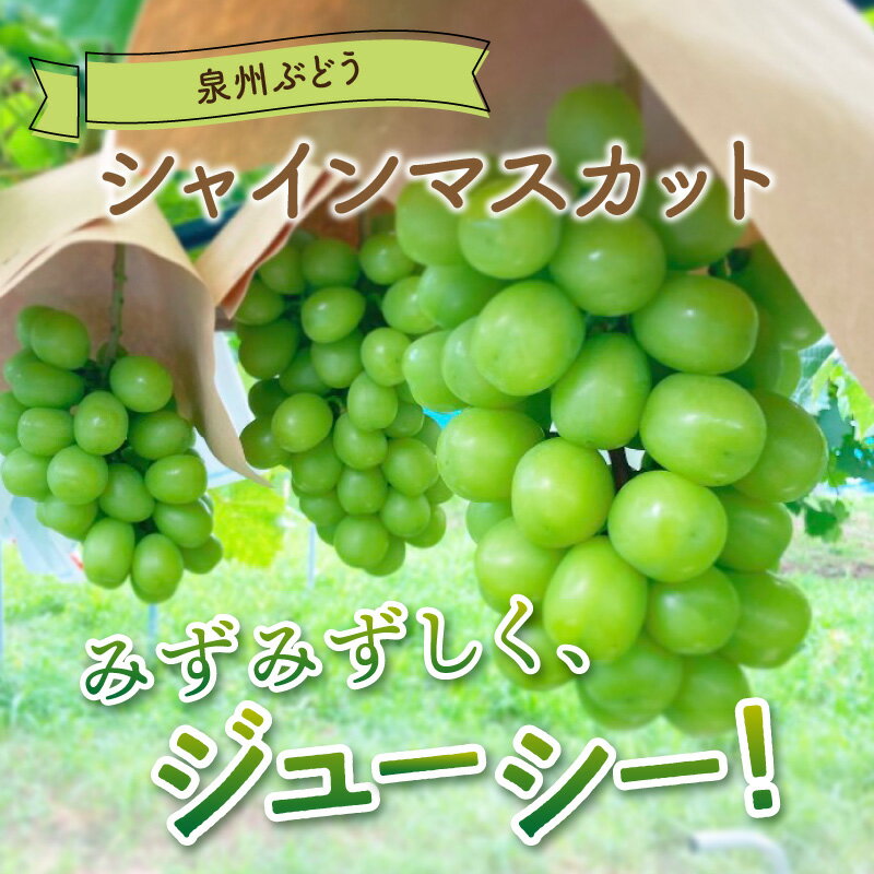 【ふるさと納税】泉州ぶどう シャインマスカット 2房 果実 果物くだもの ブドウ ぶどう 送料無料 泉南市 サムネイル2